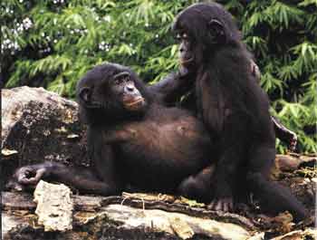 L'omosessualità è contro natura? Spiegatelo ai bonobo - bonoboF1 - Gay.it