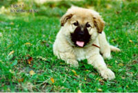 Tutte pazze per cani & gatti - buck - Gay.it