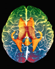 I gay usano il cervello come le donne per riconoscere i visi - cervello gayf1 - Gay.it