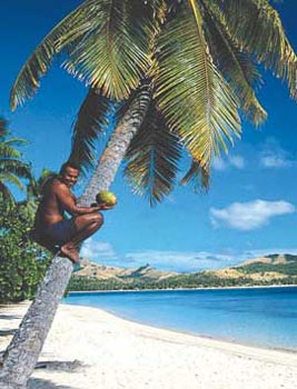 FIJI, PARADISO PACIFICO - Fiji palm - Gay.it