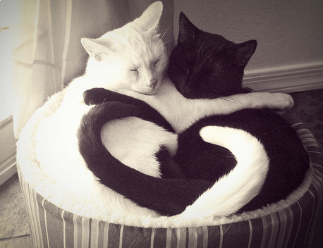 Nigeria: si convince che il suo gatto è gay e lo dà via - gatto gay1 - Gay.it