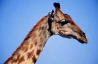 USA: SI' AL SESSO ANALE - giraffa - Gay.it
