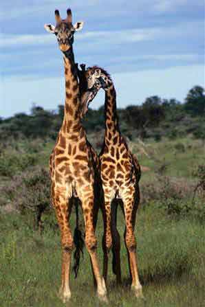 L'omosessualità è contro natura? Spiegatelo ai bonobo - giraffeF4 - Gay.it