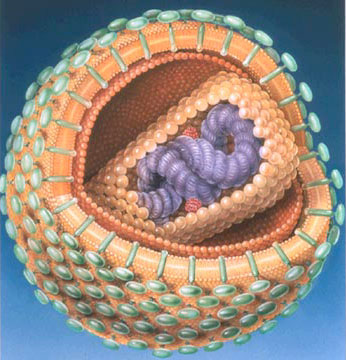 HIV: Farmaci con cerotto, cure attraverso la pelle - hivproteinaF1 - Gay.it
