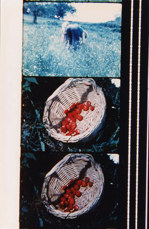 LA BIENNALE È DONNA - Jonas Mekas - Gay.it