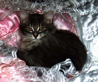 Tutte pazze per cani & gatti - perla - Gay.it