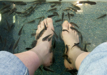 Pedicure? Pericolo HIV e epatite coi pesciolini - pescipedicureF2 - Gay.it