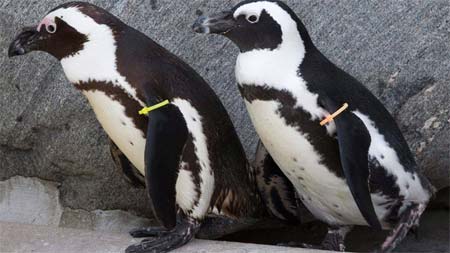Buddy, il pinguino gay, si è accoppiato con una femmina - pinguini torontoF1 - Gay.it