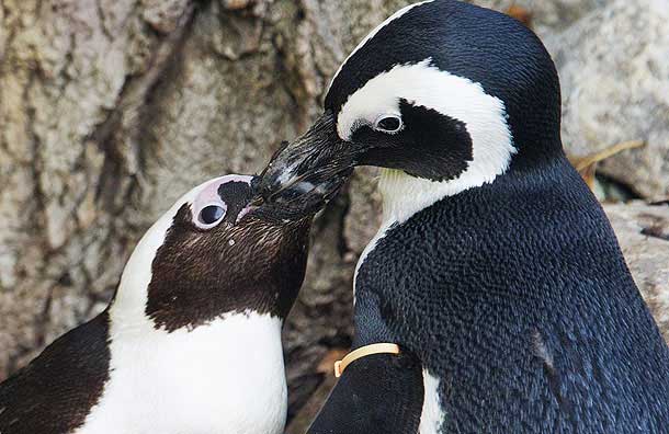 Coppia di pinguini gay cova uovo: nasce un piccolo pennuto - pinguini torontoF2 - Gay.it