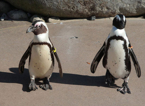 Buddy, il pinguino gay, si è accoppiato con una femmina - pinguinigayF1 - Gay.it
