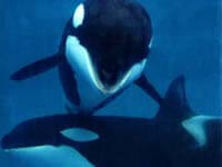 ANCHE GLI ANIMALI SONO GAY - 0244 orcas - Gay.it
