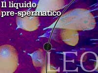 IL LIQUIDO PRE-SPERMATICO