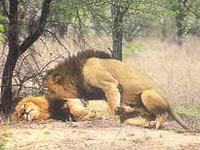 Visita allo zoo con animali gay
