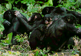 Scoperti orangotango selvaggi gay - 0244 bonobos - Gay.it