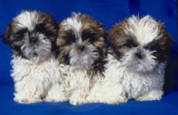 Tutte pazze per cani & gatti