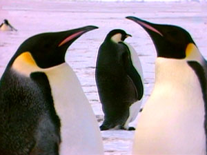 ZOO VUOL RIEDUCARE PINGUINI GAY - penguins large - Gay.it