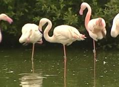 Natura: coppia di fenicotteri gay alleva un bebè