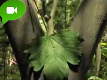 “Venite insieme per le foreste!”: l’eco-porno di Greenpeace