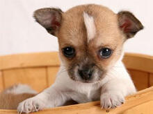 Cuccioli di gay - puppyBASE - Gay.it