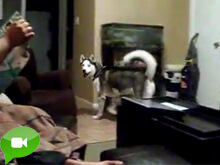 Il cane terrorizzato da Julia Roberts