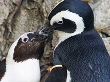 Buddy, il pinguino gay, si è accoppiato con una femmina - pinguini toronto BASE - Gay.it