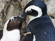 Buddy, il pinguino gay, si è accoppiato con una femmina