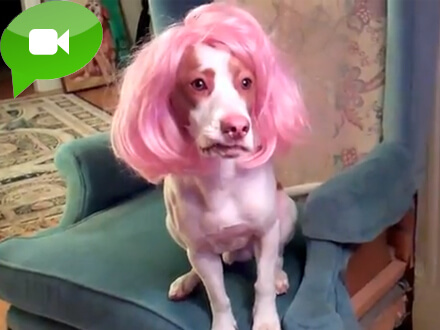 Il drag queen Beagle