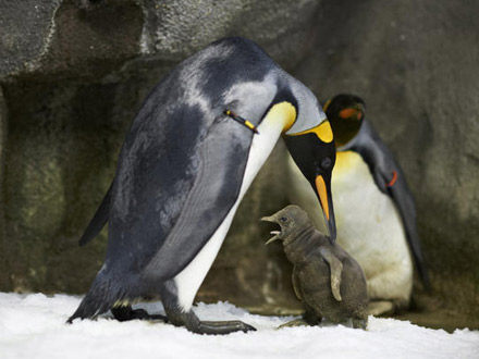 Coppia di pinguini gay cova uovo: nasce un piccolo pennuto