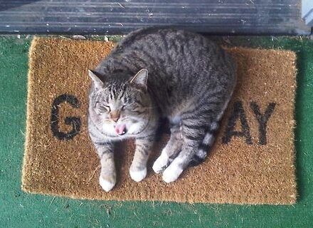 Nigeria: si convince che il suo gatto è gay e lo dà via - gatto gay 1 - Gay.it