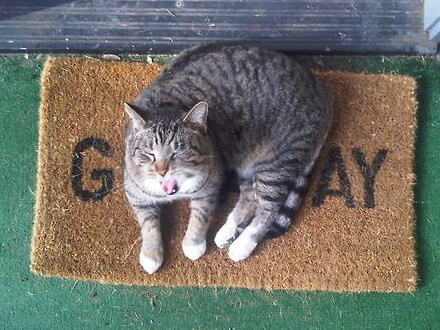 Nigeria: si convince che il suo gatto è gay e lo dà via