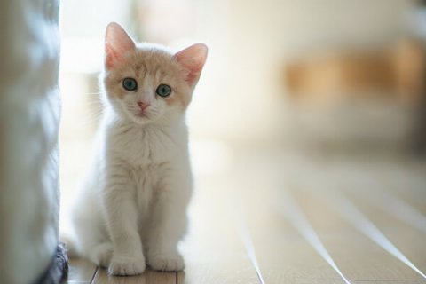 Uccidono il gatto del vicino gay per costringerlo a cambiare casa - gatto galles 1 - Gay.it