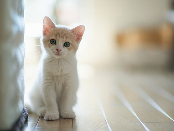 Uccidono il gatto del vicino gay per costringerlo a cambiare casa