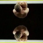 Le foto di Ricky Martin al naturale - Thumbnail