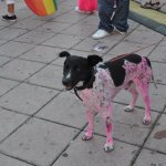 Maspalomas Pride 2010 - Thumbnail