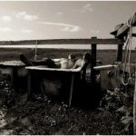 Rudi, nudi e villosi. I sexy cowboys di Paul Freeman - Thumbnail
