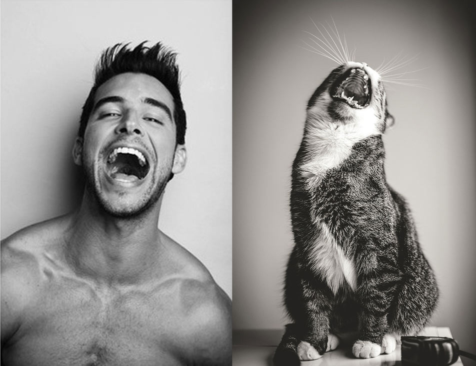 Gatti in posa, come i modelli, gli attori e gli sportivi famosi