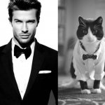 Gatti in posa, come i modelli, gli attori e gli sportivi famosi - Thumbnail