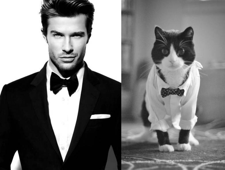 Gatti in posa, come i modelli, gli attori e gli sportivi famosi