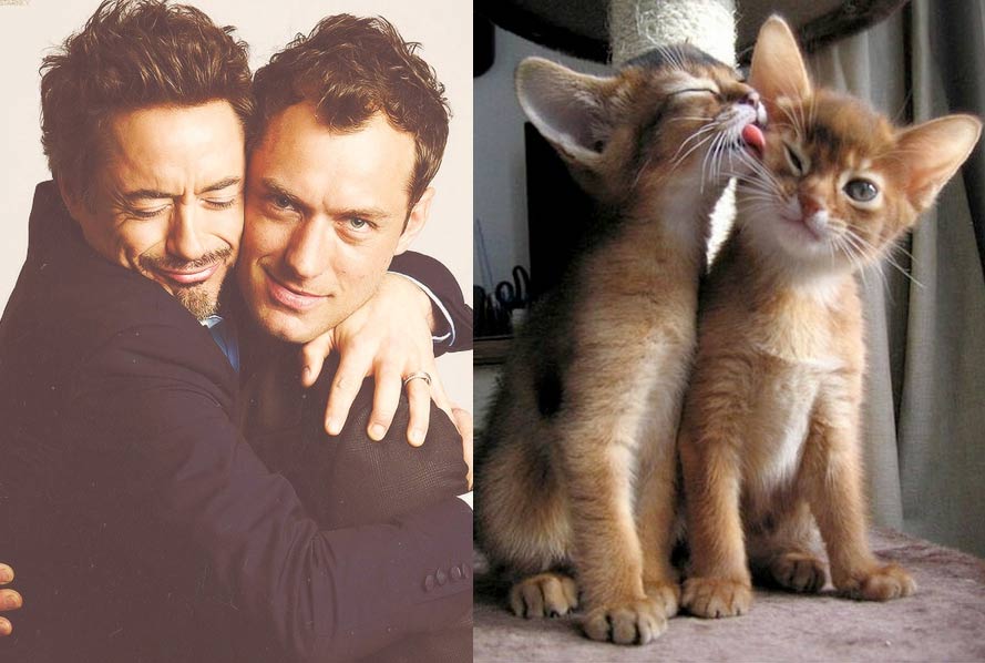 Gatti in posa, come i modelli, gli attori e gli sportivi famosi