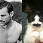 Gatti in posa, come i modelli, gli attori e gli sportivi famosi - Thumbnail