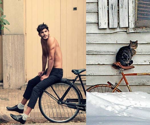 Gatti in posa, come i modelli, gli attori e gli sportivi famosi
