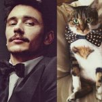 Gatti in posa, come i modelli, gli attori e gli sportivi famosi - Thumbnail
