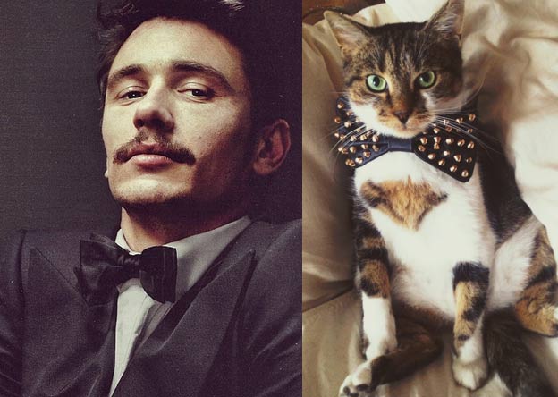 Gatti in posa, come i modelli, gli attori e gli sportivi famosi