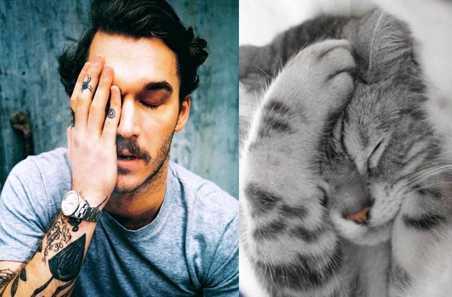 Gatti in posa, come i modelli, gli attori e gli sportivi famosi