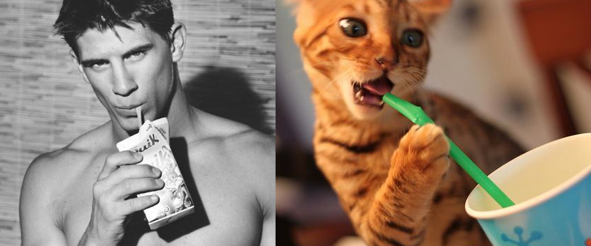 Gatti in posa, come i modelli, gli attori e gli sportivi famosi