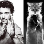 Gatti in posa, come i modelli, gli attori e gli sportivi famosi - Thumbnail