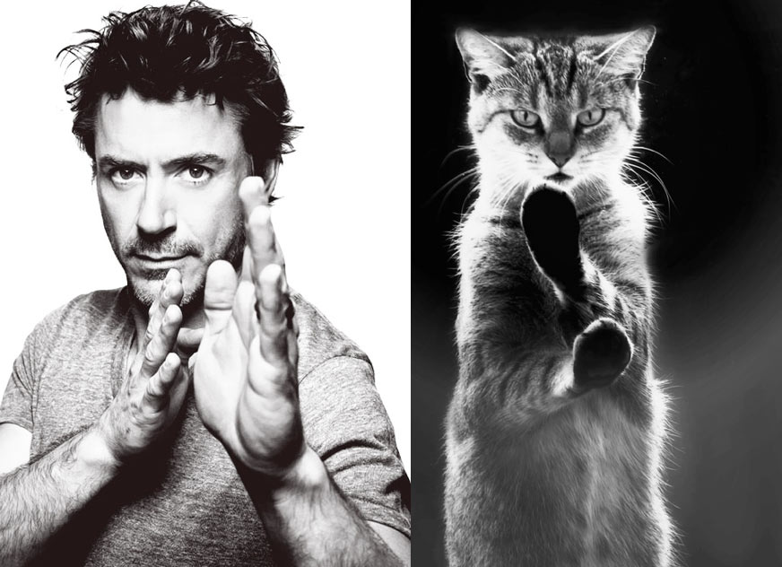 Gatti in posa, come i modelli, gli attori e gli sportivi famosi