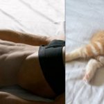 Gatti in posa, come i modelli, gli attori e gli sportivi famosi - Thumbnail