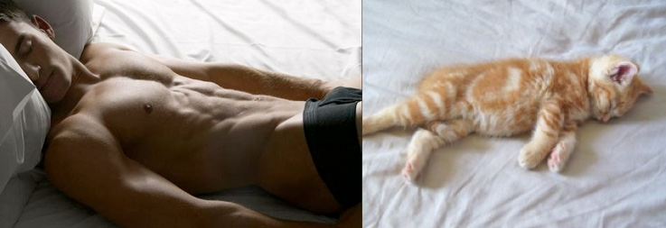 Gatti in posa, come i modelli, gli attori e gli sportivi famosi