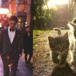 Gatti in posa, come i modelli, gli attori e gli sportivi famosi - Thumbnail